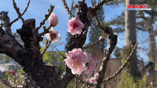 Hàng ngàn cây đào khoe sắc sớm ở Đà Lạt