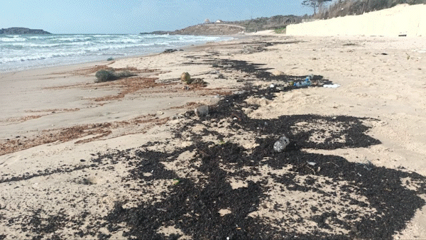 Bình Thuận: Dầu vón cục tràn dày đặc bờ biển Mũi Né