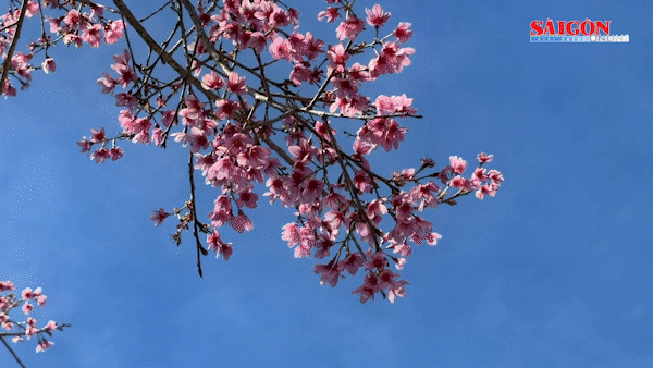 Du khách tìm đến mai anh đào Đà Lạt trước giờ khai hội