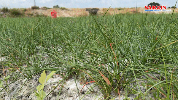 Mùa kiệu Tất Viên ngọt lành, nụ cười nông dân Đà Nẵng rạng rỡ