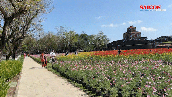 Bông sen khổng lồ nở giữa không gian Kinh thành Huế dịp Tết Bính Ngọ