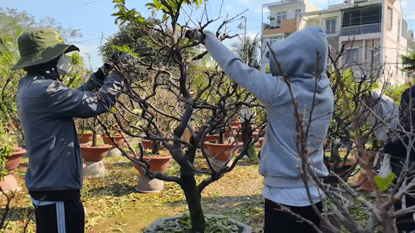 Sinh viên lặt lá mai kiếm tiền triệu tiêu tết 