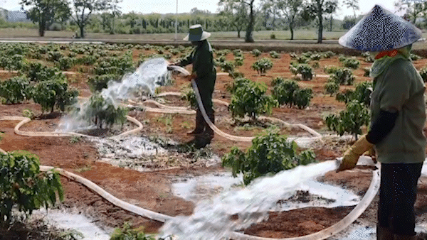 Giữa mùa khô, nông dân Gia Lai tất bật chống hạn cho cà phê