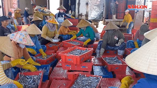 Quảng Ngãi bội thu cá cơm đầu năm, ngư dân thu tiền triệu mỗi chuyến