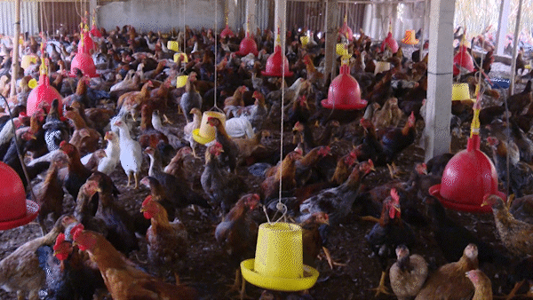 Giá gà tại Đồng Tháp giảm mạnh 40%, người chăn nuôi lỗ nặng