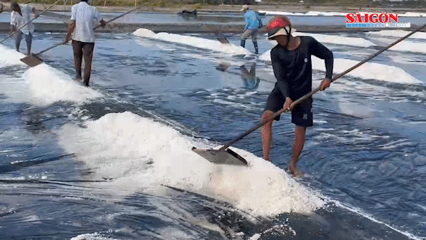 TPHCM: Sản lượng muối giảm, diêm dân xã Long Điền gặp khó