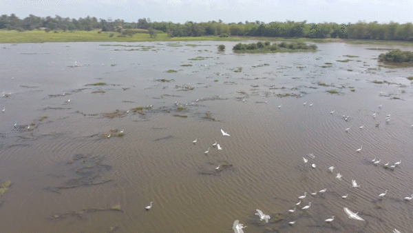 Đồng Tháp xuất hiện đàn chim bồ nông chân xám quý hiếm 