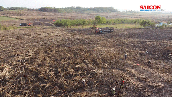 Công an điều tra vụ hơn 134ha mía ở Đắk Lắk bị cháy
