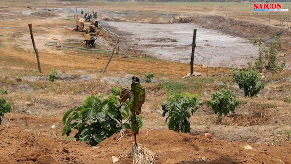 Ao hồ trơ đáy, người dân Gia Lai “mót” nước cứu cây trồng