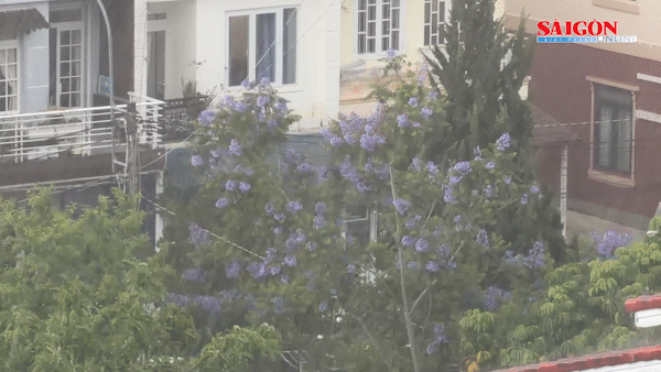 Liên tiếp xuất hiện "mưa vàng", giảm bớt nắng nóng ở Lâm Đồng