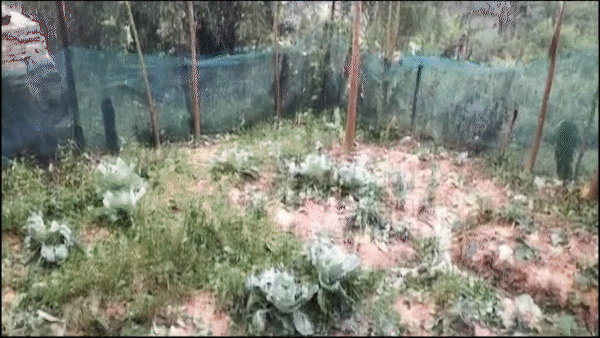 Mưa đá, giông lốc gây nhiều thiệt hại về người và tài sản