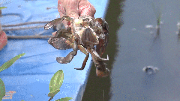 1.300ha nuôi thuỷ sản ở Cà Mau bị thiệt hại do nắng nóng