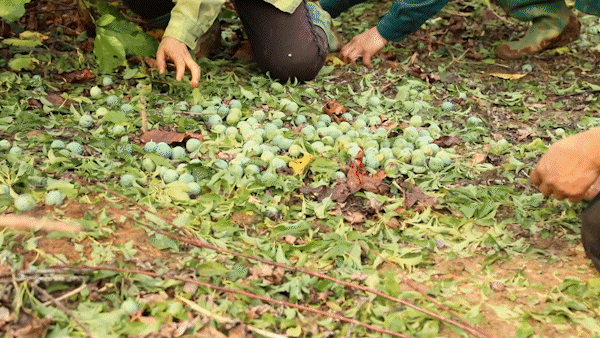 Mưa đá gây thiệt hại đến sản xuất nông nghiệp của Sơn La