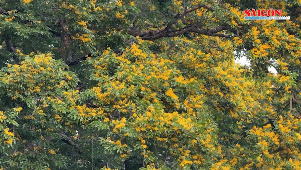 Hàng ngàn cây hoa sưa nở vàng rực phía Nam TP Đà Nẵng