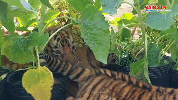 3 "nhóc tỳ" hổ Bengal vừa ra đời ở vườn thú Safari Quy Nhơn khiến du khách mê mẩn
