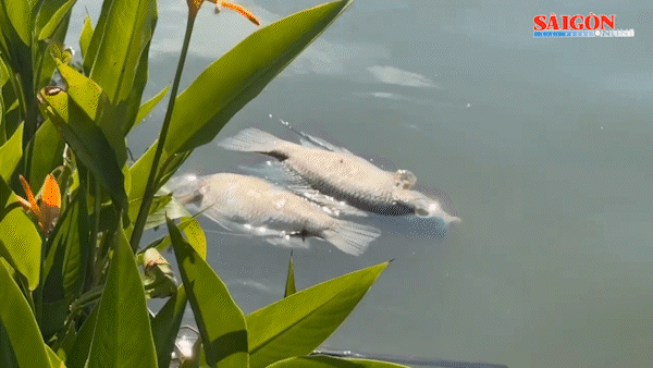 Làm rõ nguyên nhân cá chết hàng loạt ở hồ sinh thái tại Quảng Ngãi