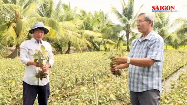 Hơn 300ha cây trồng hư hại bất thường, thiệt hại ban đầu hơn 20 tỷ đồng