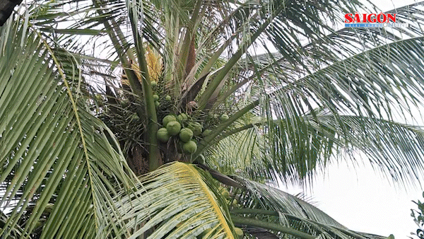 Dự báo mưa ở Nam bộ tăng trở lại từ 22-7