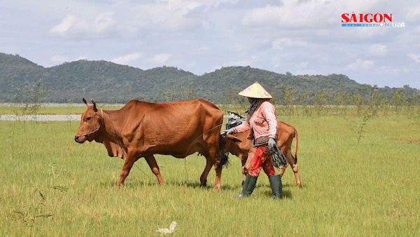 Làm giàu ở hồ Dầu Tiếng