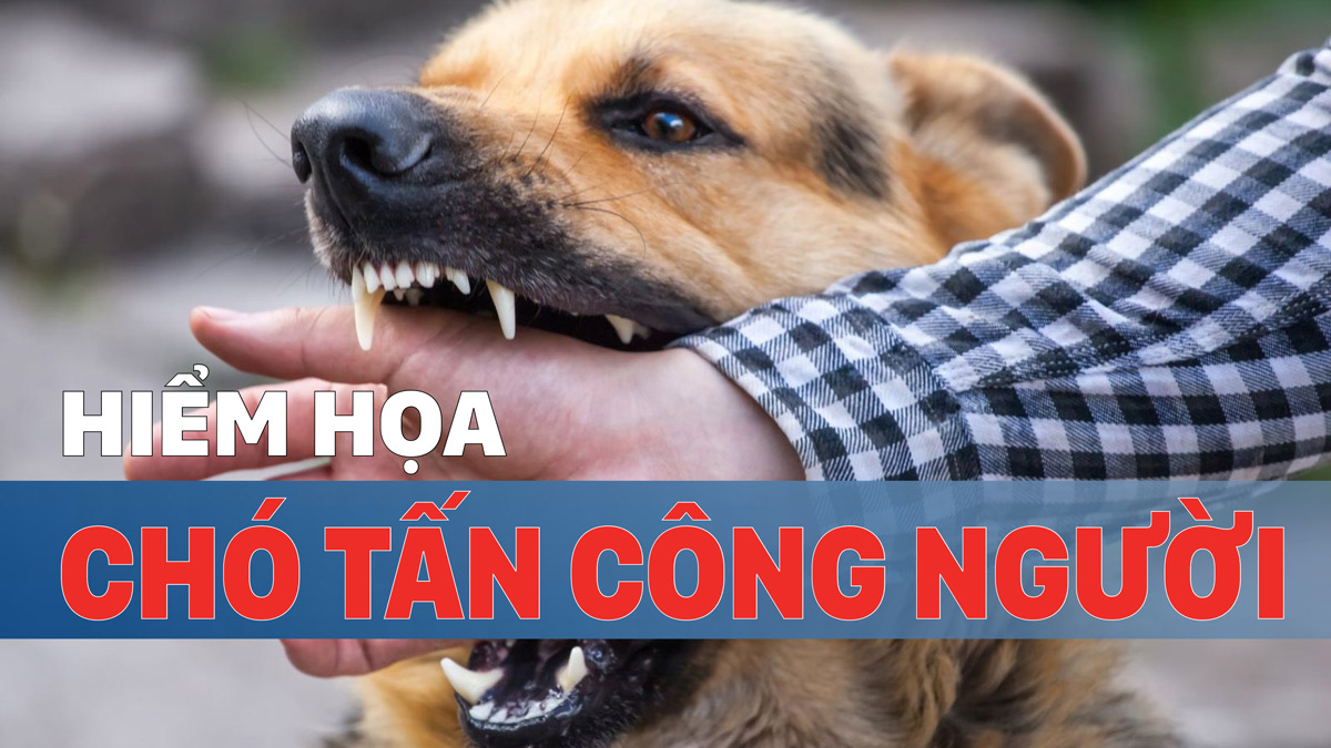 Hiểm họa chó tấn công người