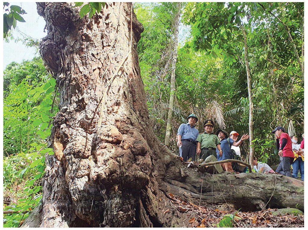 Quang Nam Province plans to turn Song Thanh Nature Reserve into national park ảnh 8