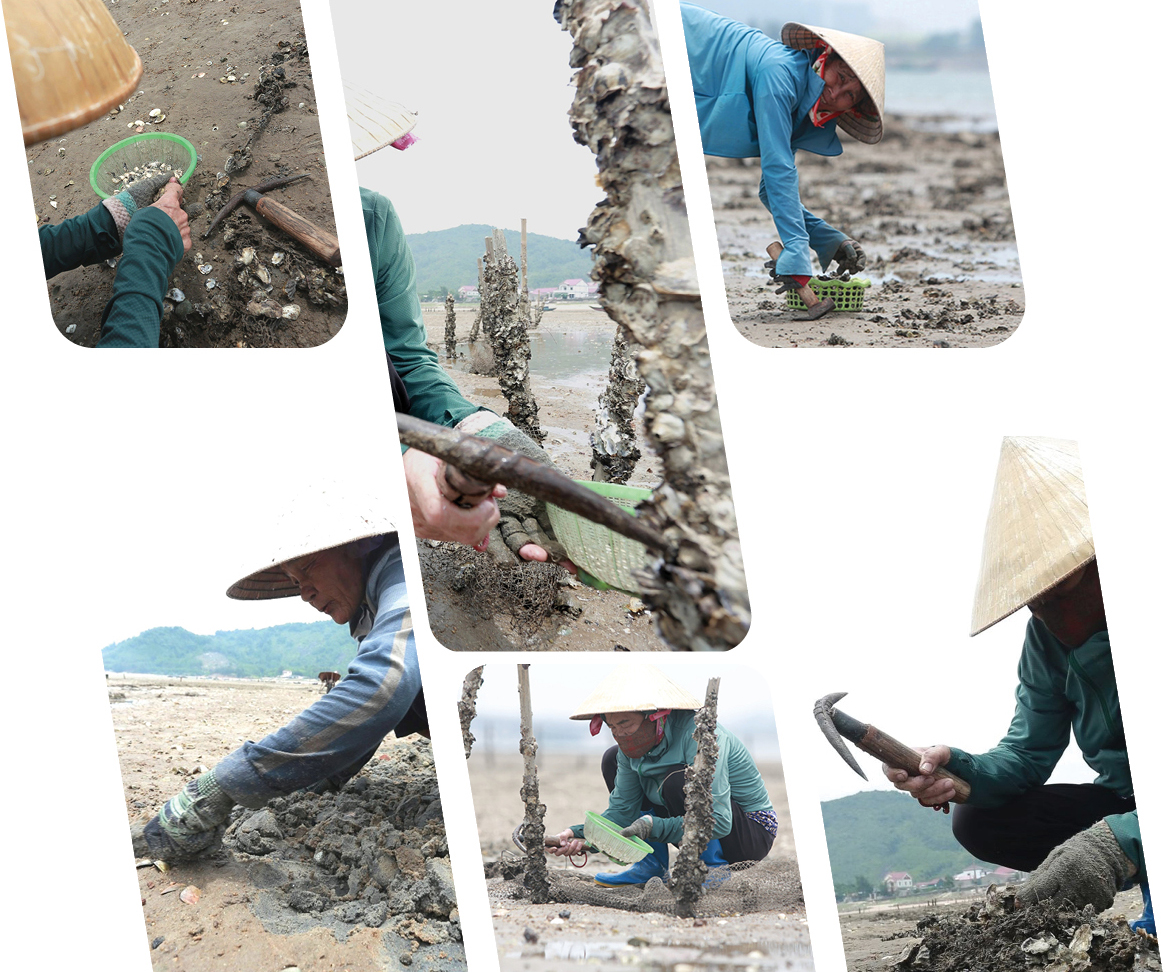 Bới cát cào nghêu, đục hàu bên cửa biển ảnh 10