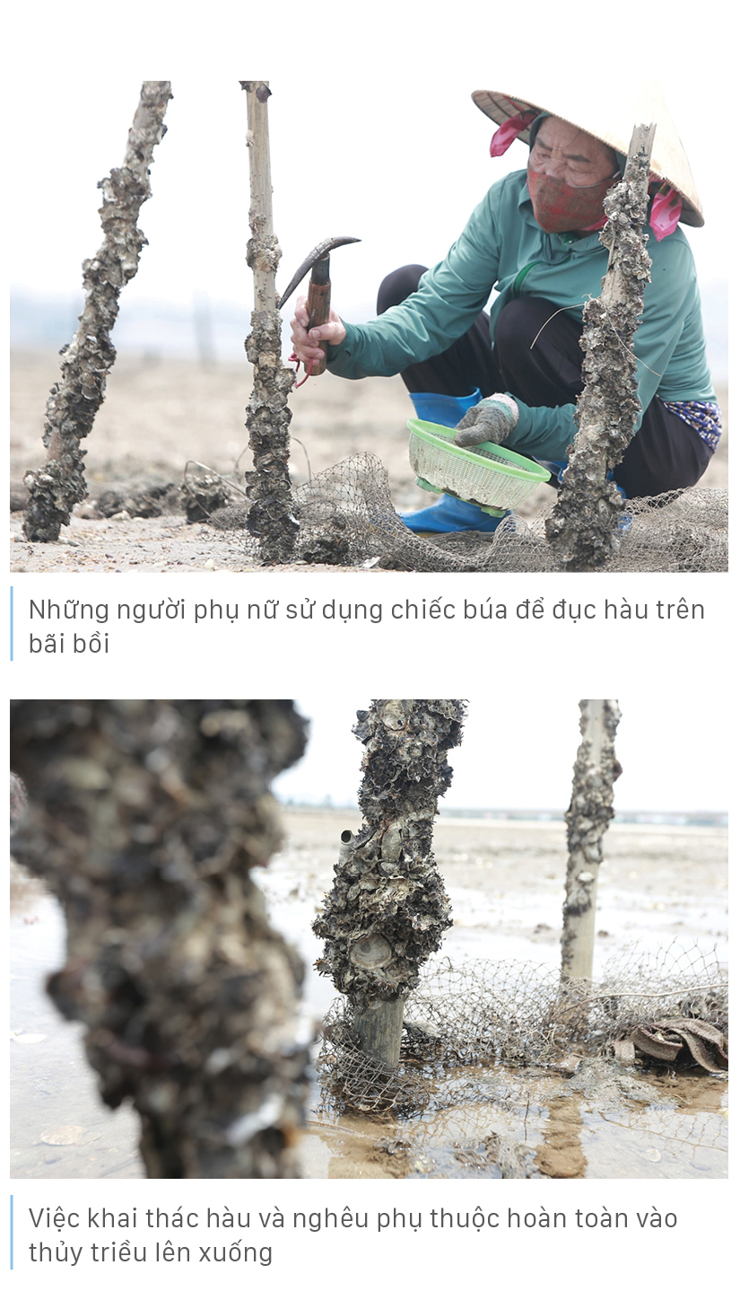 Bới cát cào nghêu, đục hàu bên cửa biển ảnh 12