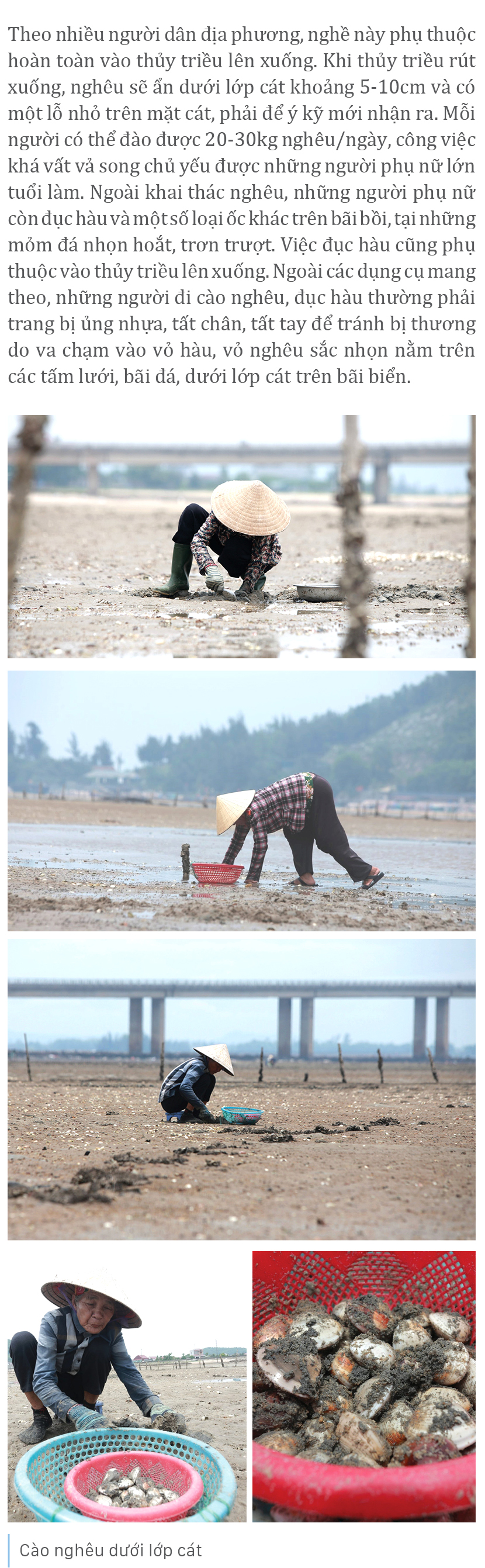 Bới cát cào nghêu, đục hàu bên cửa biển ảnh 5