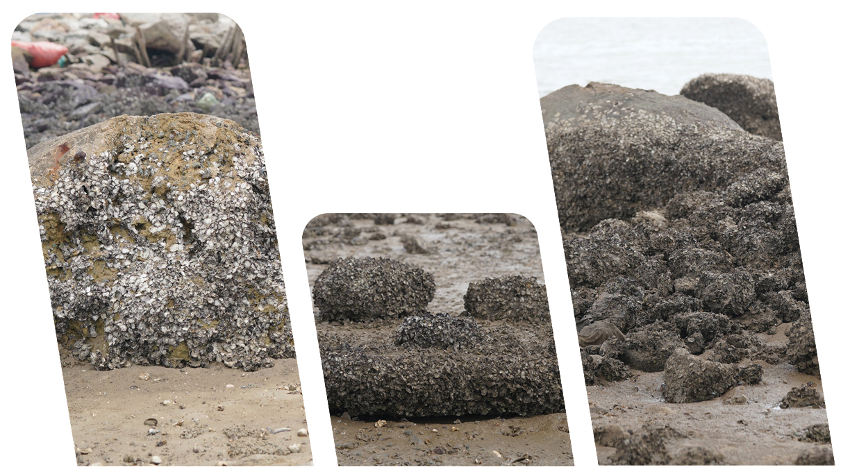 Bới cát cào nghêu, đục hàu bên cửa biển ảnh 8