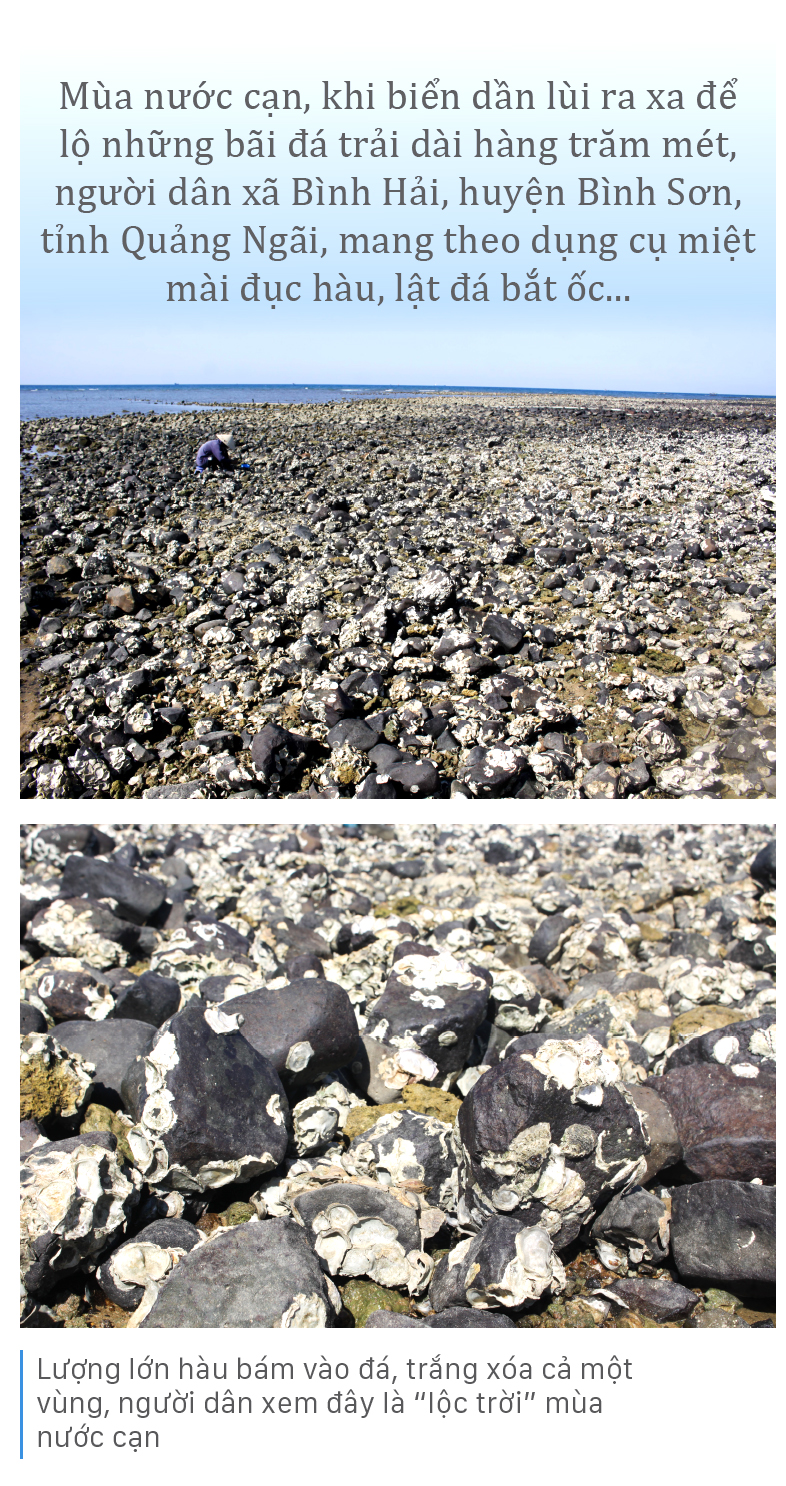 Đục hàu mùa nước cạn ảnh 1