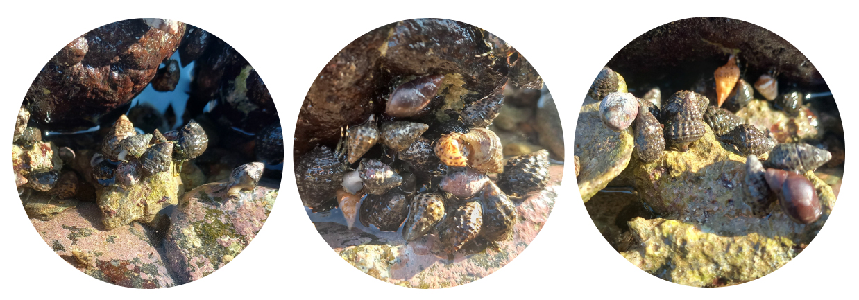 Đục hàu mùa nước cạn ảnh 12