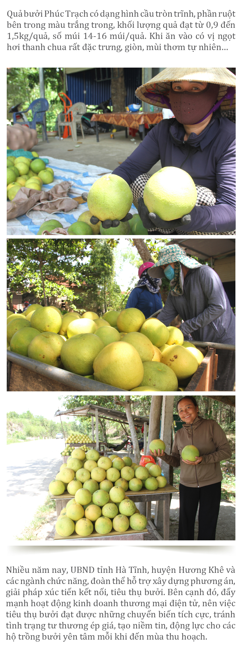 “Thủ phủ” bưởi Phúc Trạch nhộn nhịp vào vụ thu hoạch ảnh 10
