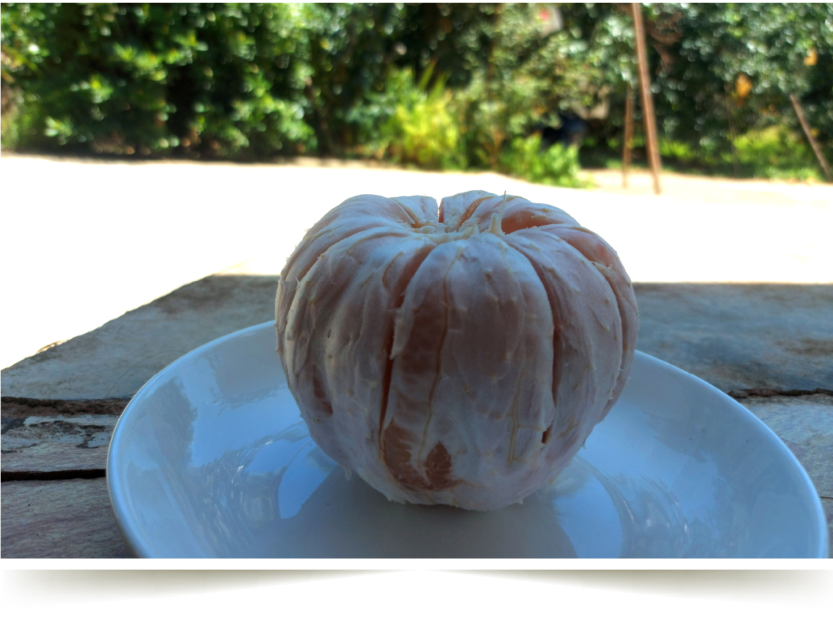 “Thủ phủ” bưởi Phúc Trạch nhộn nhịp vào vụ thu hoạch ảnh 11