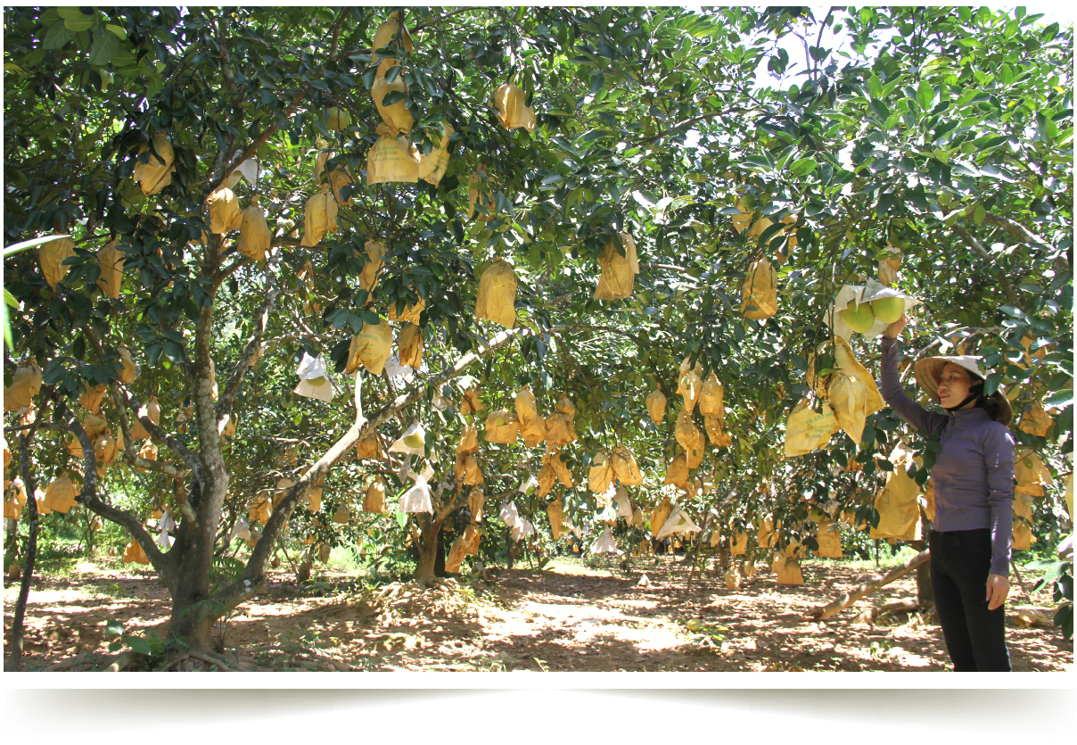 “Thủ phủ” bưởi Phúc Trạch nhộn nhịp vào vụ thu hoạch ảnh 4