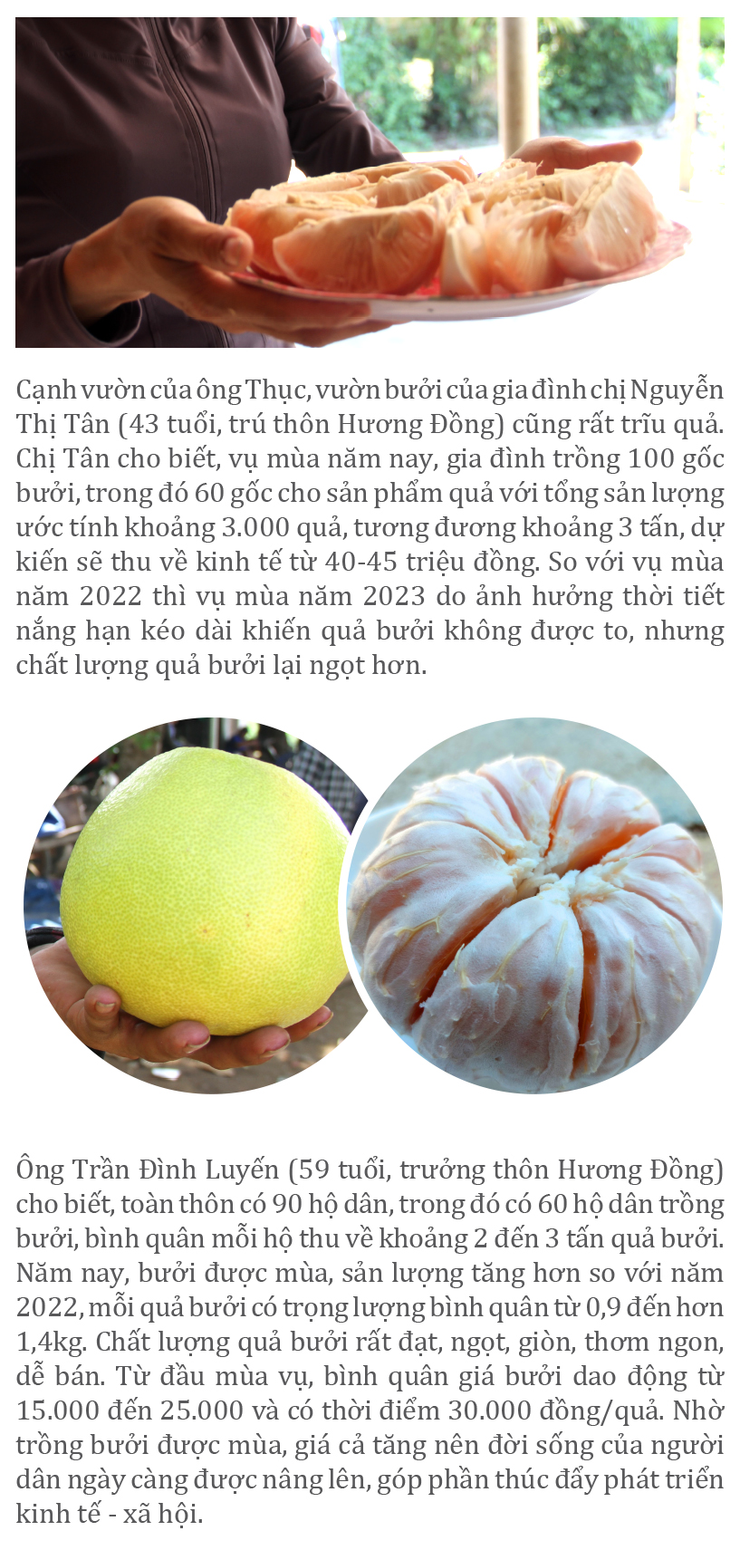 “Thủ phủ” bưởi Phúc Trạch nhộn nhịp vào vụ thu hoạch ảnh 5