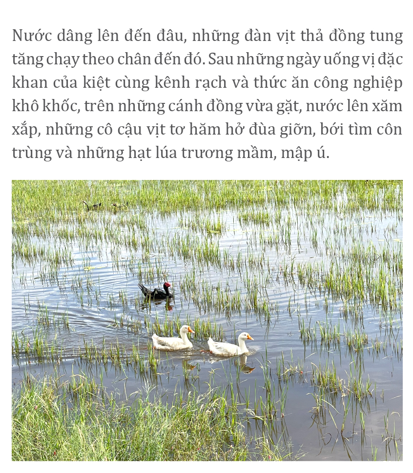 Gió trên đồng thổi nhẹ ảnh 3