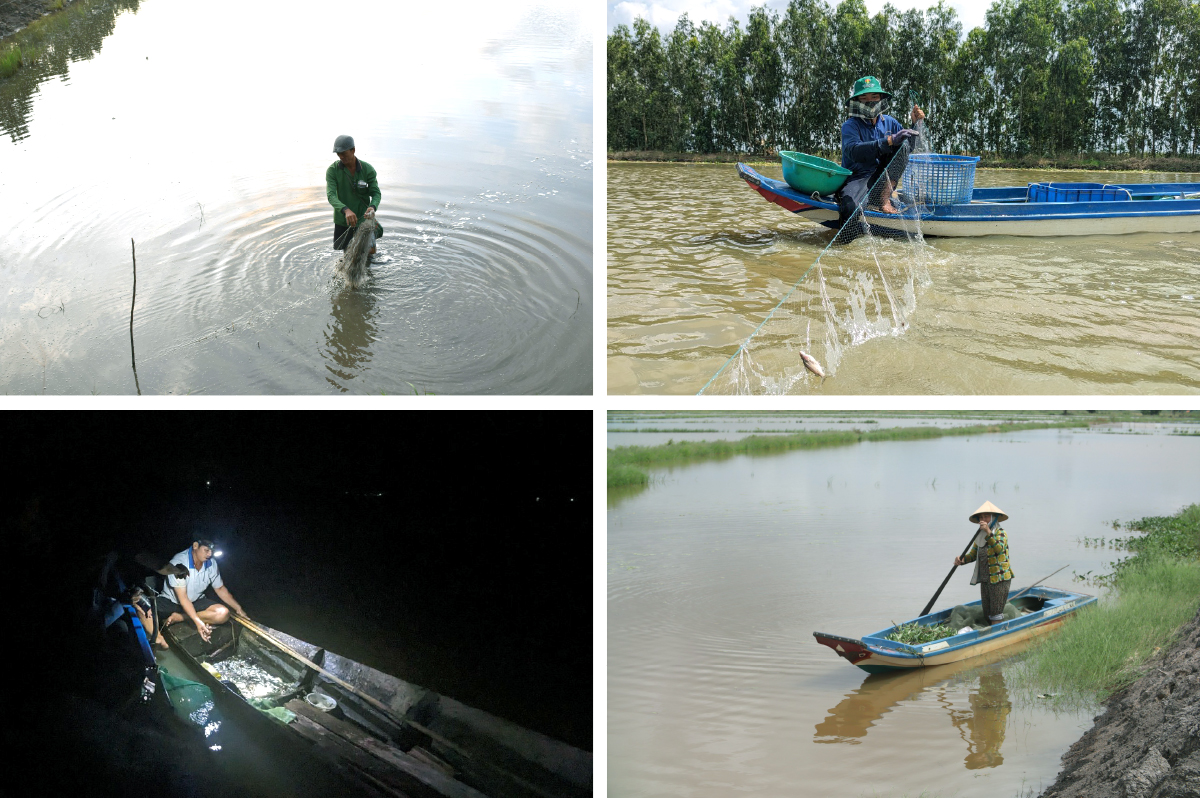 Gió trên đồng thổi nhẹ ảnh 5