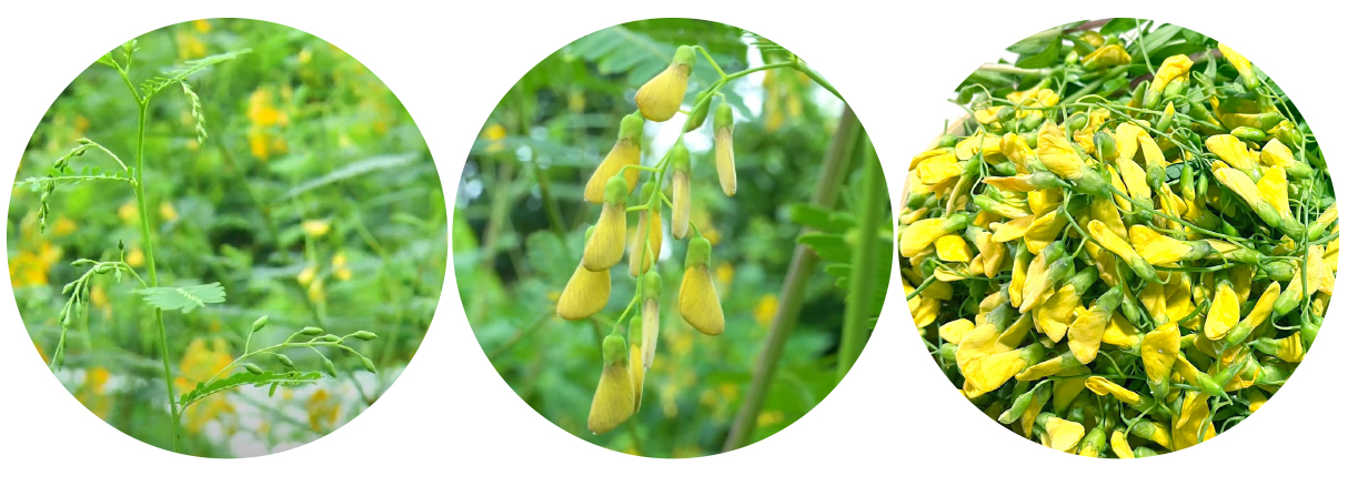 Gió trên đồng thổi nhẹ ảnh 8