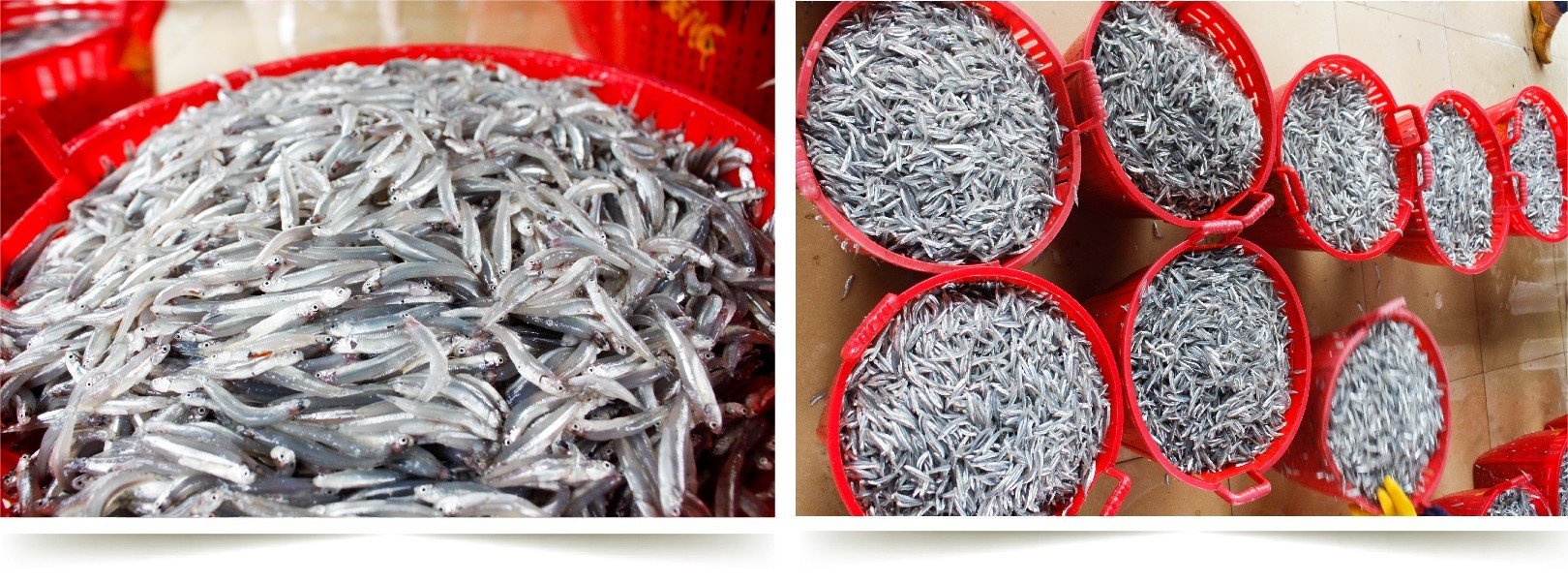 Quảng Ngãi: Ngư dân tất bật mùa cá cơm cuối vụ ảnh 8 Quảng Ngãi: Ngư dân tất bật mùa cá cơm cuối vụ ảnh 8