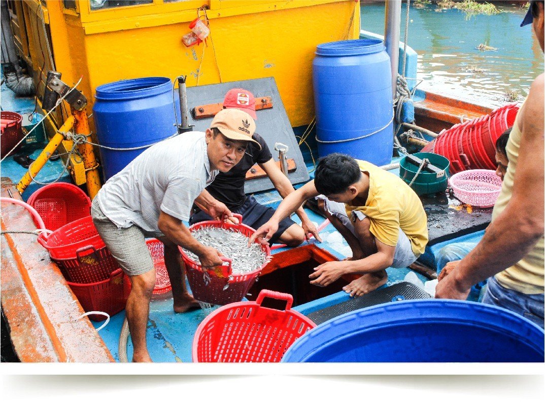 Quảng Ngãi: Ngư dân tất bật mùa cá cơm cuối vụ ảnh 4 Quảng Ngãi: Ngư dân tất bật mùa cá cơm cuối vụ ảnh 4