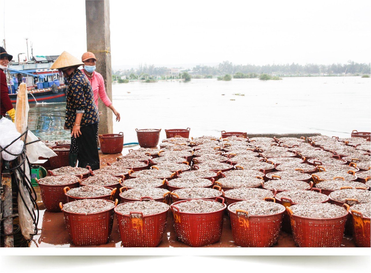 Quảng Ngãi: Ngư dân tất bật mùa cá cơm cuối vụ ảnh 10 Quảng Ngãi: Ngư dân tất bật mùa cá cơm cuối vụ ảnh 10