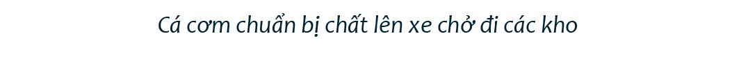Quảng Ngãi: Ngư dân tất bật mùa cá cơm cuối vụ ảnh 13 Quảng Ngãi: Ngư dân tất bật mùa cá cơm cuối vụ ảnh 13