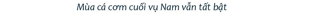 Quảng Ngãi: Ngư dân tất bật mùa cá cơm cuối vụ ảnh 3 Quảng Ngãi: Ngư dân tất bật mùa cá cơm cuối vụ ảnh 3
