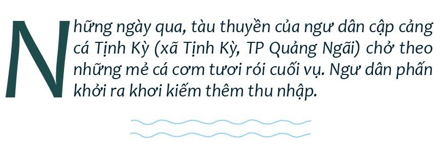 Quảng Ngãi: Ngư dân tất bật mùa cá cơm cuối vụ ảnh 1 Quảng Ngãi: Ngư dân tất bật mùa cá cơm cuối vụ ảnh 1