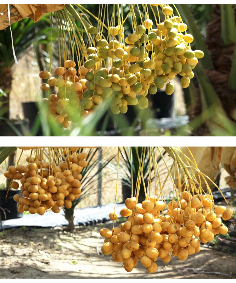 ĐBSCL: Cây chà là mang lại giá trị kinh tế cao ảnh 9