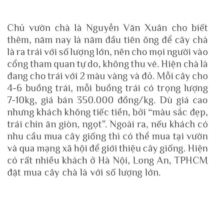 ĐBSCL: Cây chà là mang lại giá trị kinh tế cao ảnh 10