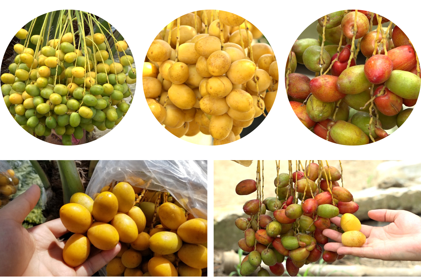 ĐBSCL: Cây chà là mang lại giá trị kinh tế cao ảnh 11