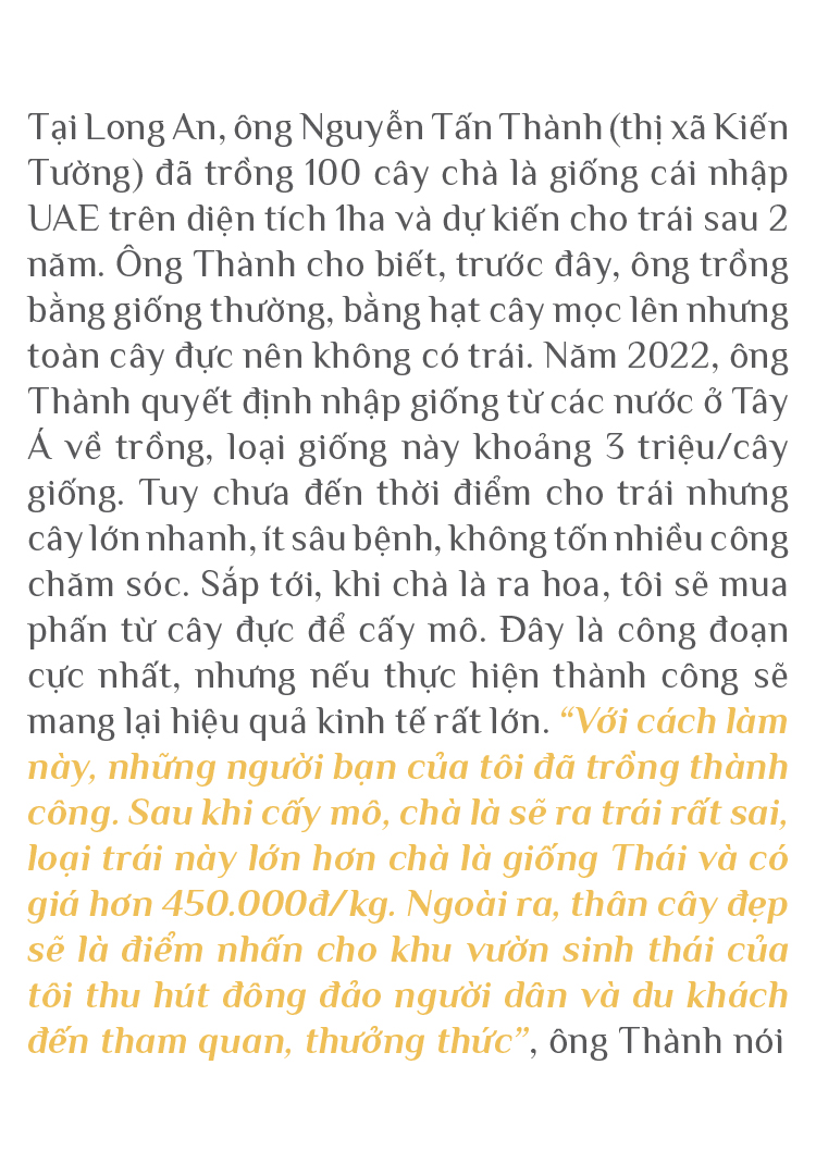 ĐBSCL: Cây chà là mang lại giá trị kinh tế cao ảnh 12