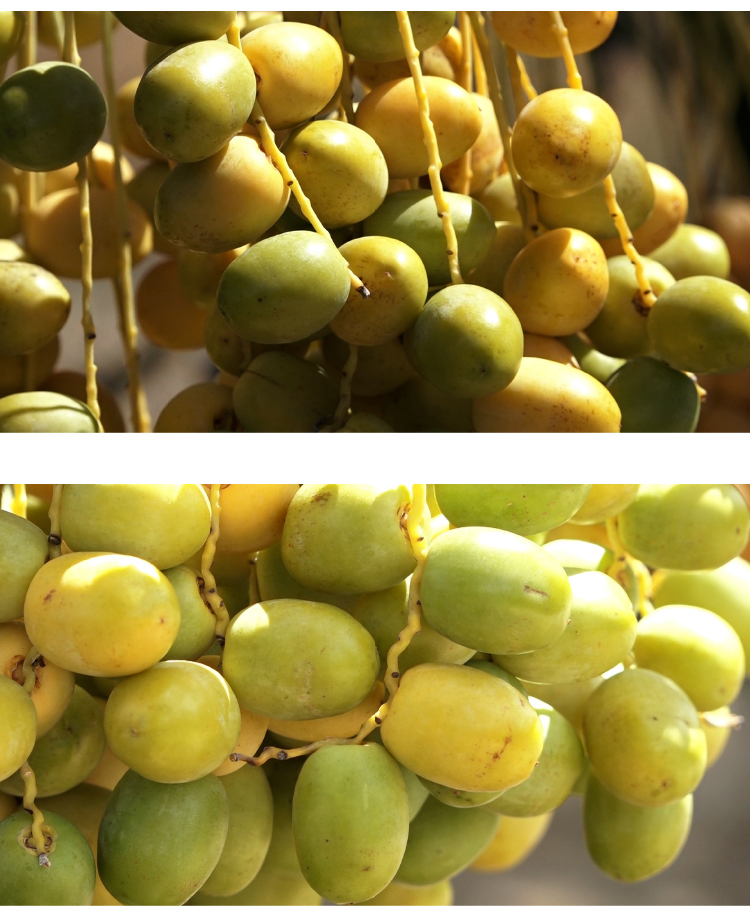 ĐBSCL: Cây chà là mang lại giá trị kinh tế cao ảnh 13