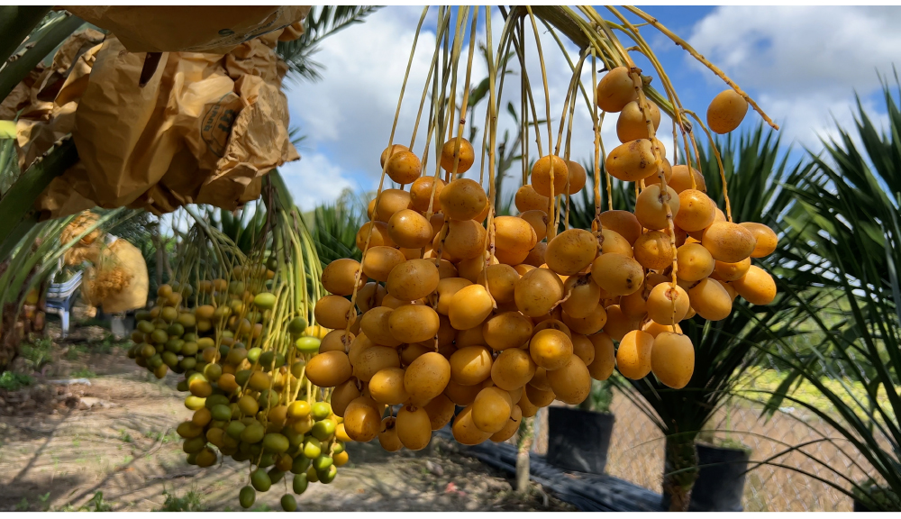 ĐBSCL: Cây chà là mang lại giá trị kinh tế cao ảnh 14